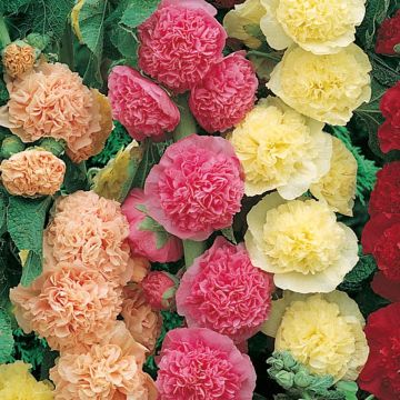 Rose trémière rose