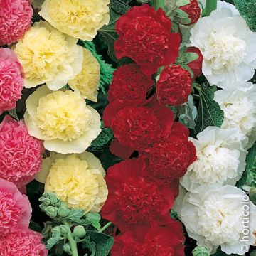 Rose trémière rouge