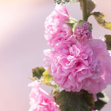 Roses trémières à fleurs doubles
