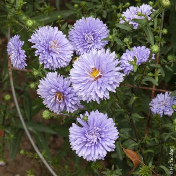 Aster de Nouvelle Belgique ‘Marie Ballard’