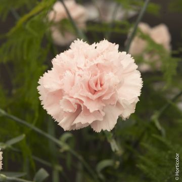 Oeillet anglais ‘Widecombe Fair’