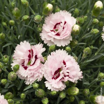 Oeillet anglais ‘Raspberry Sundae’