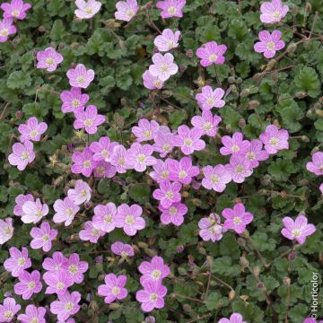 Erodium x variabile ‘Bishop’s Form’