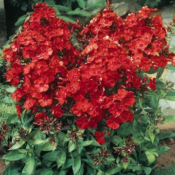Phlox paniculata Tenor