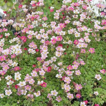 Saxifrages arendsii rose