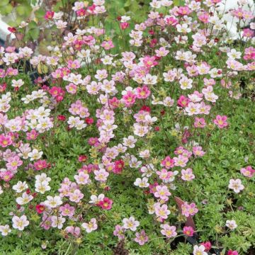Saxifrages arendsii rose
