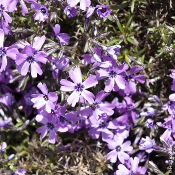 Phlox nain ‘Purple Beauty’