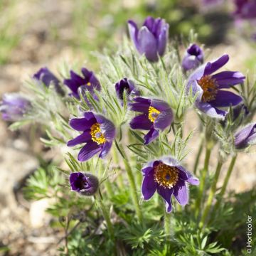 Anémone pulsatille violette ou Pulsatilla vulgaris