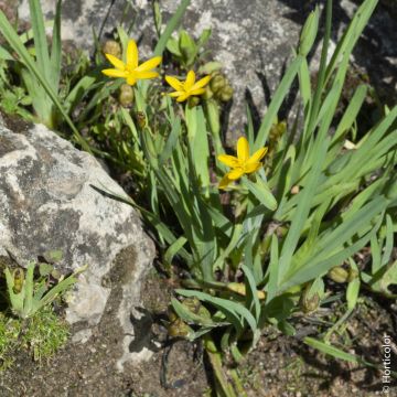 Sisyrinchium de Californie