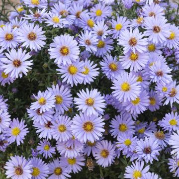 Aster nain d’automne ‘Professor Anton Kippenberg’