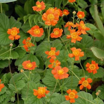 Geum coccineum ‘Borisii’