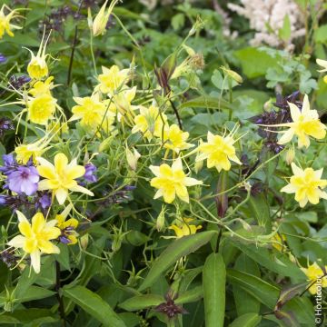 Ancolie jaune ‘Yellow Queen’