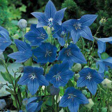 Platycodon mariesii