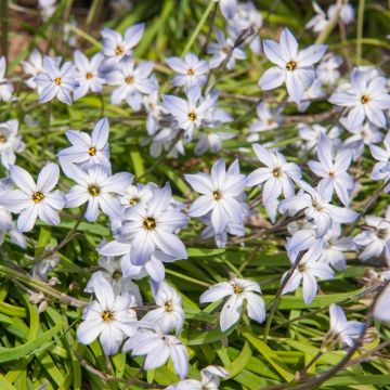 Ipheon uniflorum bleu lilas