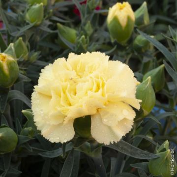 Oeillet des fleuristes jaune