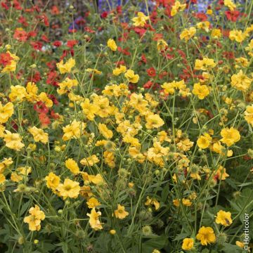 Benoîte ‘Lady Stratheden’ ou Geum chiloense