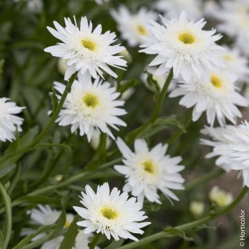Leucanthemum maximum ‘Wirral Supreme’