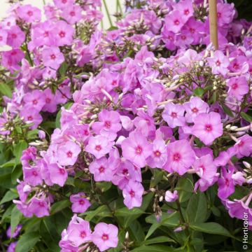 Phlox paniculata ‘Fullhorn’