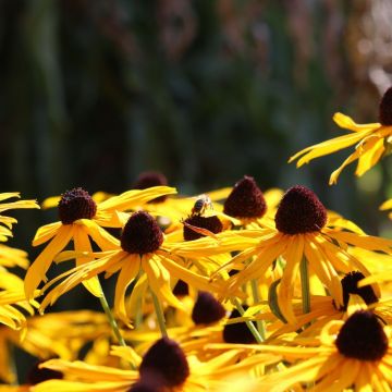 Rudbeckia fulgida var. speciosa ou rudbeckia jaune
