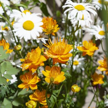 Trollius X ‘Orange Globe’