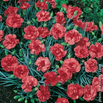 Oeillet plumarius Diana orange