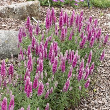 Véronique en épis rose ou Veronica spicata ‘Rosea’