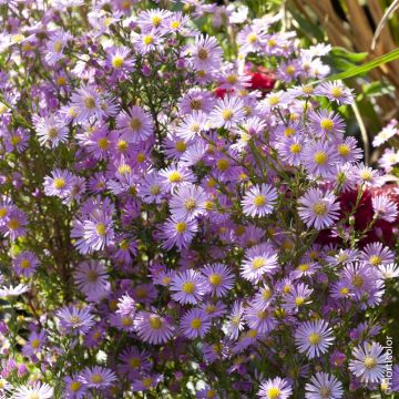 Aster d’automne haut ‘Pink Star’