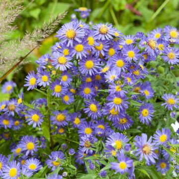 Aster de Nouvelle Belgique ‘Eventide’