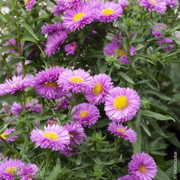 Aster de Nouvelle Belgique ‘Patricia Ballard’