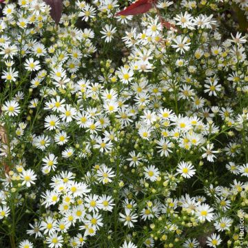 Aster d’automne haut ‘Monte Cassino’