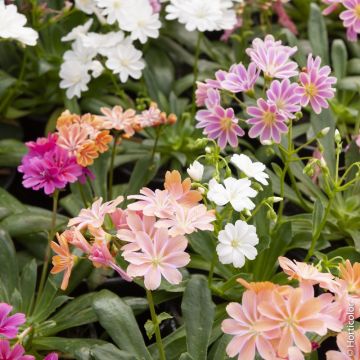 Lewisia cotyledon en mélange