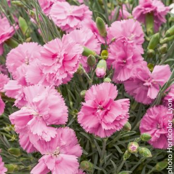 Oeillet plumarius Tickled rose