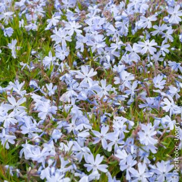 Phlox Subulata Bleu