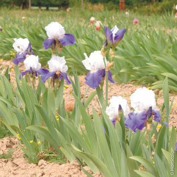 Iris à grandes fleurs Matineta