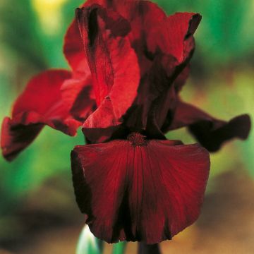 Iris à grandes fleurs Spartan