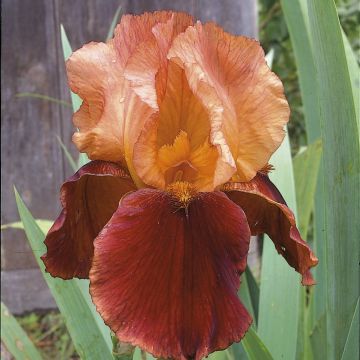 Iris à grandes fleurs 'Natchez Trace'