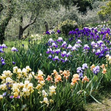 Iris germanica en mélange