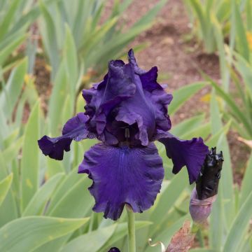 Iris germanica Black Night