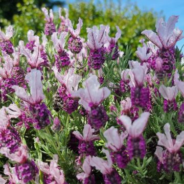 Lavandula stoechas Magical Posy Pink - Lavande papillon