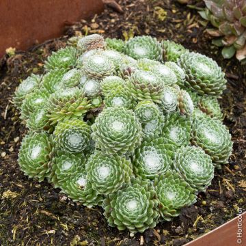 Joubarbe ou Sempervivum CHICK CHARMS ® Cotton Candy