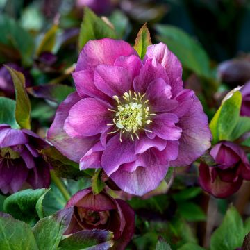 Rose de Noël Double Ellen Pink
