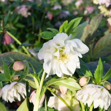 Rose de Noël Double Ellen White