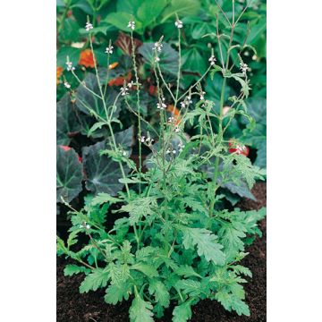 Verveine officinale