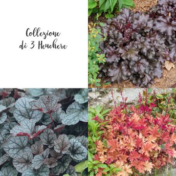 Collection de 3 Heuchères