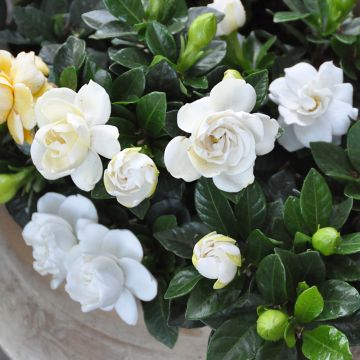 Gardénia Crown Jewel