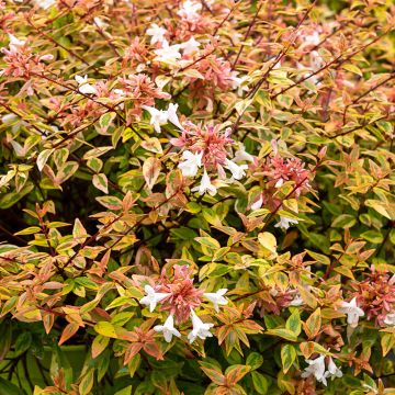 Abélia panaché ou Abelia X grandiflora ‘Kaleidoscope’
