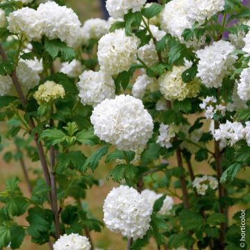 Boule de neige