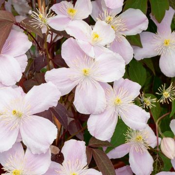 Clématite des montagnes ou Clematis montana 'Mayleen'