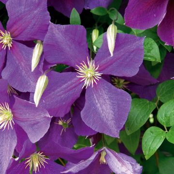 Clématite ou Clematis X 'Jackmanii'