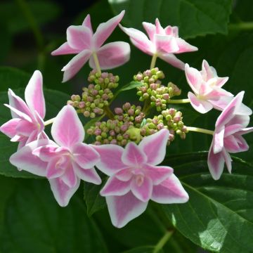 Hortensia macrophylla STAR GAZER ®